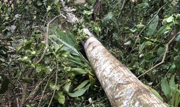 Ha Tinh: Dung rap lam dam cuoi, chu re bi cay de chet