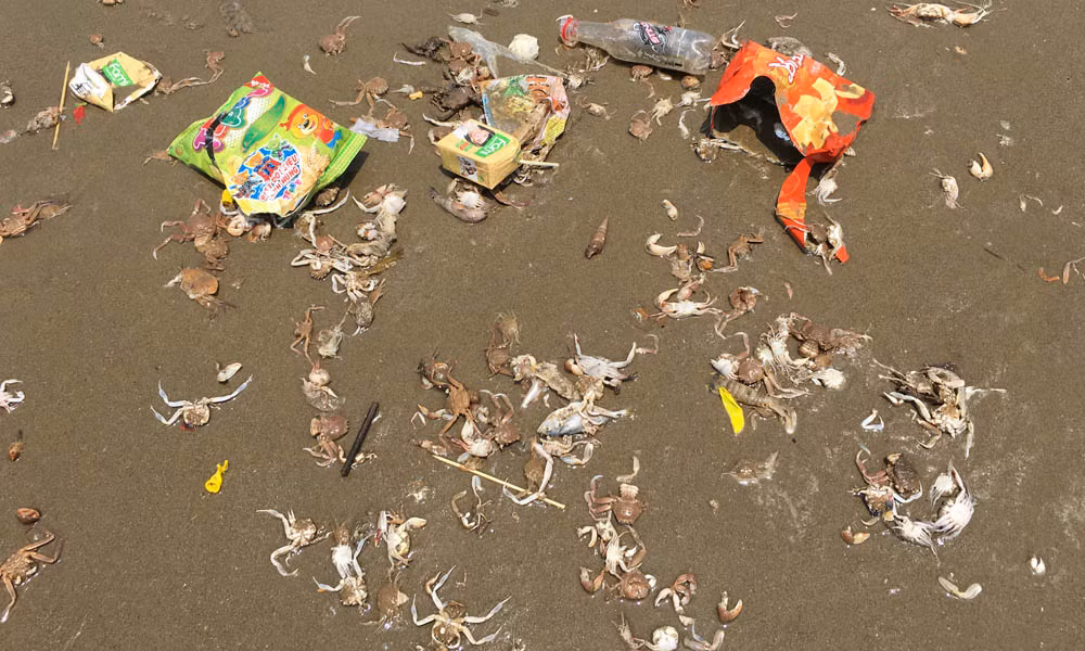 Sam Son: Du khach vo tu tam ben khe nuoc thai den-Hinh-11