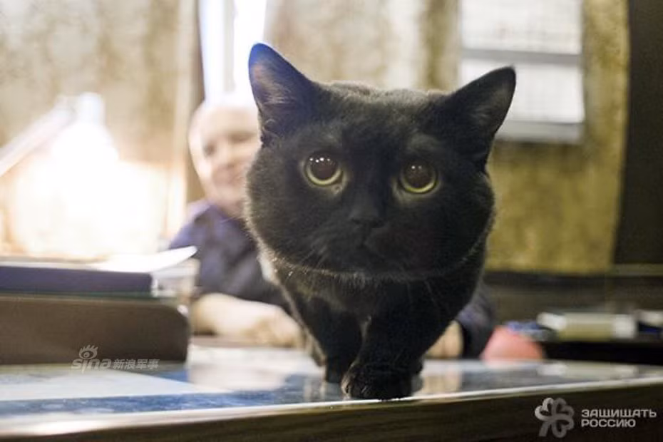 Có lẽ, mèo biển nổi tiếng nhất trong lực lượng Hải quân Nga cho tới nay là chú mèo Botsman, hiện phục vụ trên tàu tuần dương hạm chạy bằng năng lượng hạt nhân Kirov. Theo nhận xét, chú mèo Botsman thực hiện lệnh của các chỉ huy "không chê vào đâu được". Chưa kể, chú không ngừng rèn luyện năng lực của mình qua những đợt đào tạo nâng cao. Nguồn ảnh: Sina.