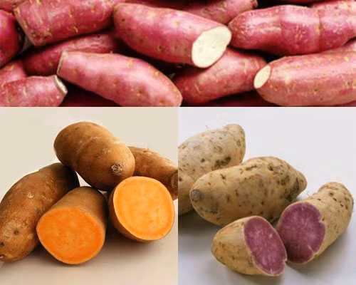 Vì sao nên ăn khoai lang nhiều hơn thực phẩm khác? - Hình 2 Vi sao nen an khoai lang nhieu hon thuc pham khac?-Hinh-2