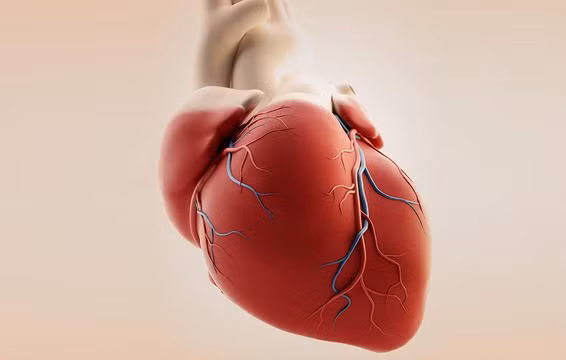 Nguy cơ mắc ung thư của bạn giảm nhưng nguy cơ bệnh tim mạch lại tăng: Các nghiên cứu chỉ ra rằng, việc sử dụng rượu thường xuyên có liên quan đến tăng nguy cơ ung thư miệng, gan, ruột kết và trực tràng. Mặt khác, uống rượu ở mức độ vừa phải có thể làm giảm tỷ lệ mắc bệnh tim. Nhiều nghiên cứu cho thấy, những người uống rượu bia đều đặn ở mức độ nhẹ, nguy cơ đột quỵ, tiểu đường và tử vong có thể tăng khi họ ngưng uống chúng.