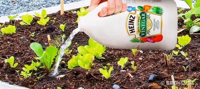 1. Diệt cỏ dại: Công dụng của giấm rất nhiều nhưng có lẽ bạn chưa từng nghĩ đến nó lại có thể hữu ích với việc diệt cỏ, đặc biệt là các loại cỏ dại. Chỉ cần phun giấm trắng trực tiếp lên lá của cỏ dại, chúng sẽ không mọc lên nữa.