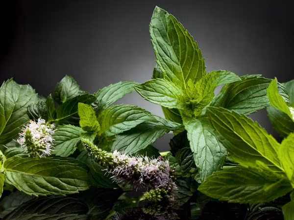 4) Lá bạc hà: Đây cũng là thực phẩm giảm đau tự nhiên hiệu quả, giúp giảm bớt đau răng, khó chịu vì đầy hơi và chướng bụng, các tình trạng đau khớp, kích ứng da, nhức đầu và đau cơ. Lá bạc hà hoạt động như một hiệu ứng làm mát và hấp thụ nhiệt, do đó, làm giảm viêm và đau.