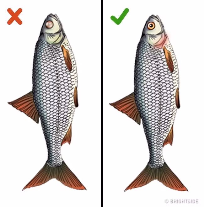 Chọn cá: Con cá tươi có mắt màu trong, mang màu đỏ tươi hoặc màu hồng nhạt. Nếu con cá có đôi mắt mờ và phồng lên chứng tỏ cá không còn tươi nữa. Ảnh: Deposit.