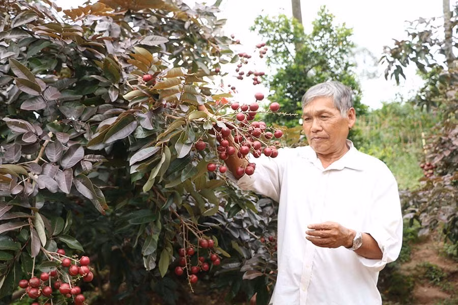 Ông Huy cho biết, cách đây khoảng 17 năm, trong quá trình chăm sóc vườn nhãn long (nhãn trắng) thì bất ngờ phát hiện 1 nhánh nhãn màu tím. Đoán nhãn bị đột biến, ông Huy cắt nhánh nhãn này mang đi trồng và kết quả, cây sinh trưởng và cho trái nhãn màu tím, rất đẹp.