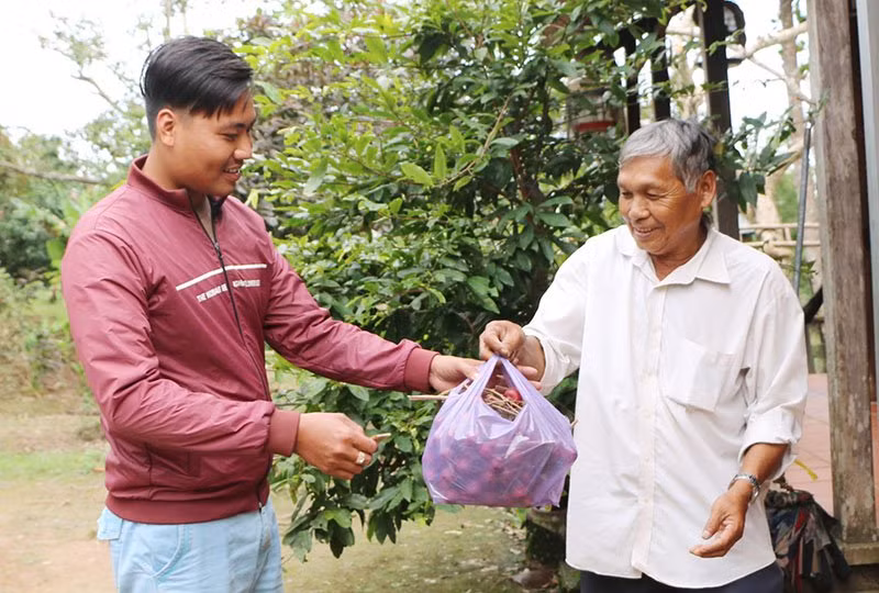 Anh Trung Thành Trọng cho biết: “Lần đầu tôi thấy cây nhãn có màu tím độc đáo này. Bề ngoài nó rất đẹp, ăn vào có vị như các giống nhãn bình thường khác”.
