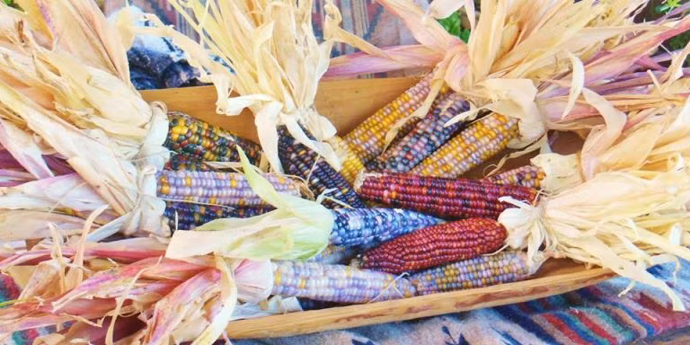  Năm 1994, ông Barnes đã truyền lại cách trồng loại ngô cầu vồng cho một người bạn có tên là Greg Schoen với yêu cầu gìn giữ giống ngô này. Ảnh: Delish.