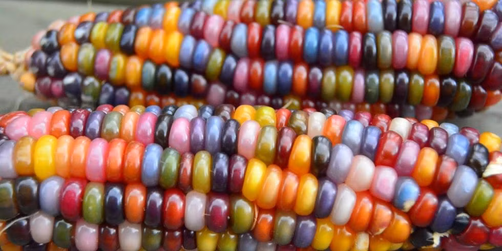 Giống ngô tuyệt đẹp này được phát triển bởi một nông dân Mỹ tên là Carl Barnes. Sau khi sưu tầm nhiều giống ngô bản địa với màu sắc khác nhau có nguồn gốc ở Oklahoma (Mỹ), ông Charles Barnes đã lai tạo thành ngô có hàng chục màu sắc khác nhau và sáng bóng như những viên đá quý hay thủy tinh màu. Ảnh: Delish.