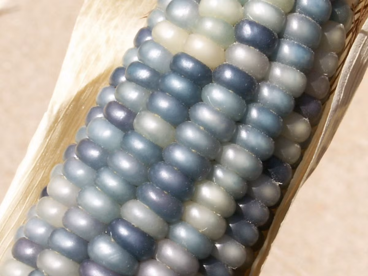 Năm 2009, giống ngô Glass Gem được trao lại cho Bill McDorman, người sở hữu công ty hạt giống Seed Trust ở bang Arizona. Ảnh: BI.