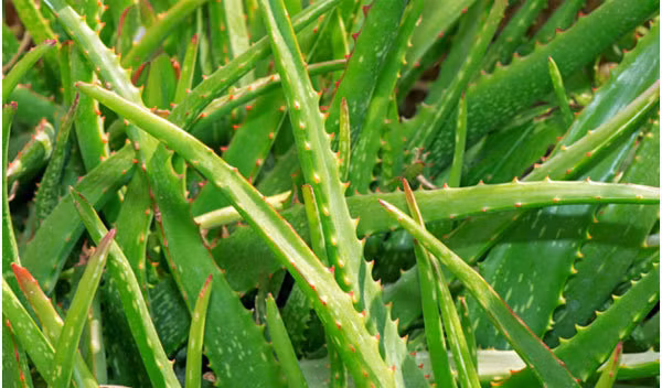 4. Nha đam: Bạn có thể dễ dàng tìm thấy lá nha đam ở các siêu thị. Gọt bỏ lớp vỏ màu xanh lá cây bên ngoài rồi lấy lớp gel trong suốt thoa đều lên mặt. Bạn giữ nó trong khoảng 10 phút hoặc cho đến khi mặt khô rồi rửa sạch. Đây có thể là loại mặt nạ tốt nhất cho da nhờn. Ảnh: Shutterstock.