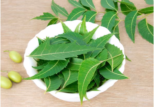 8. Lá Neem: Neem là một loài cây sống ở miền nhiệt đới, được trồng nhiều ở Ấn Độ. Cây này có nhiều công dụng, trong đó có tác dụng hiệu quả với da nhờn. Đầu tiên, bạn hãy đun sôi nước lá neem và để nguội. Sau đó, dùng nước này rửa cả khuôn mặt và da đầu. Ảnh: Shutterstock.