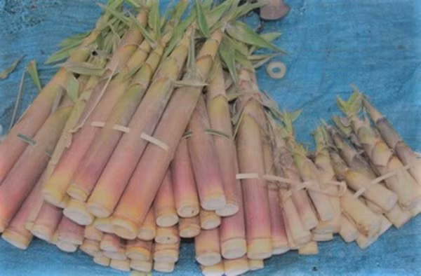 Măng đắng: Những miếng măng trắng muốt, giòn giòn, ngọt dịu xen lẫn vị đắng nhè nhẹ là nguyên liệu không thể thiếu trong các món ăn dân dã nơi đây như măng đắng xào tỏi, măng nấu với thịt lợn mán, hoặc thịt vịt đem hầm hay xào đều rất thơm ngon. Ảnh: Internet.