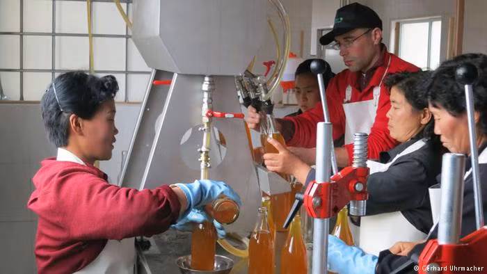 Là sản phẩm phụ của một vụ thu hoạch tốt, nước táo được sản xuất và đóng chai. Ngay cả trái cây khô và mật ong cũng được đóng gói tại các cơ sở như trong ảnh. Mục tiêu của Welthungerhilfe là khôi phục ngành trồng cây ăn quả ở Triều Tiên. Ảnh: DW.