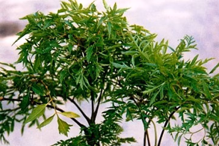 Lưu ý khi sử dụng cây đinh lăng: Do thành phần saponin có nhiều trong rễ đinh lăng, chất này có tính phá huyết sẽ làm vỡ hồng cầu, vì vậy, chỉ dùng khi cần thiết và phải dùng đúng liều đúng cách. Không được dùng rễ đinh lăng với liều cao bởi sẽ bị say thuốc và xuất hiện cảm giác mệt mỏi, nôn mửa, tiêu chảy. Đặc biệt, khi sử dụng rễ đinh lăng phải dùng những cây đã có từ 3 – 5 năm tuổi trở lên. Ảnh: Internet.