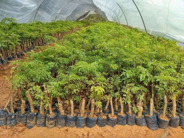  Bổ máu: Lá đinh lăng phòng chống bệnh thiếu máu rất tốt, những người thiếu máu, người mất máu do chấn thương, phụ nữ mất máu vào thời kì kinh nguyệt thường uống nước lá hoặc rễ đinh lăng để tăng tác dụng sản sinh ra lượng máu lớn, đáp ứng được nhu cầu của cơ thể. Ảnh: ihuongdan.