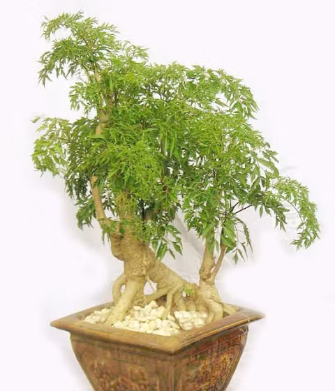 Chữa lành vết thương: Với những vết thương ngoài da, chỉ cần giã nát một ít lá đinh lăng đã rửa sạch rồi đắp lên vết thương, sẽ nhanh chóng cầm máu và giúp vết thương mau lành. Ảnh: VTC.