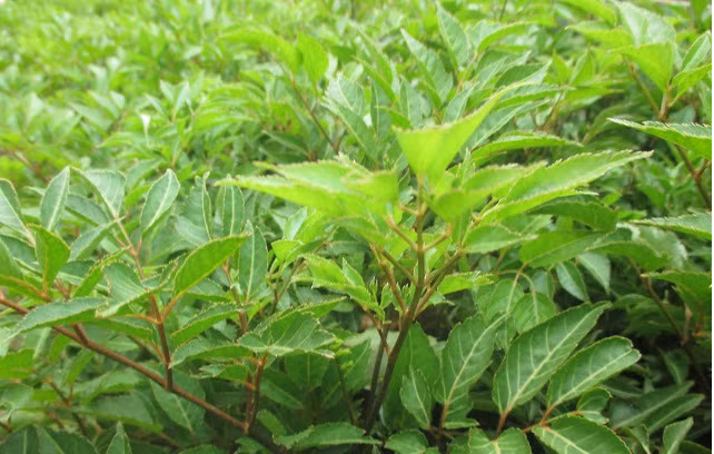 Tăng sức đề kháng cho cơ thể: Trong rễ đinh lăng có chứa saponin có tác dụng như nhân sâm, nhiều sinh tố B1, ngoài ra rễ còn chứa 13 loại axit amin cần thiết cho cơ thể, nhờ đó đinh lăng còn giúp tăng trí nhớ, tăng sức đề kháng cho cơ thể. Ảnh: ihuongdan.