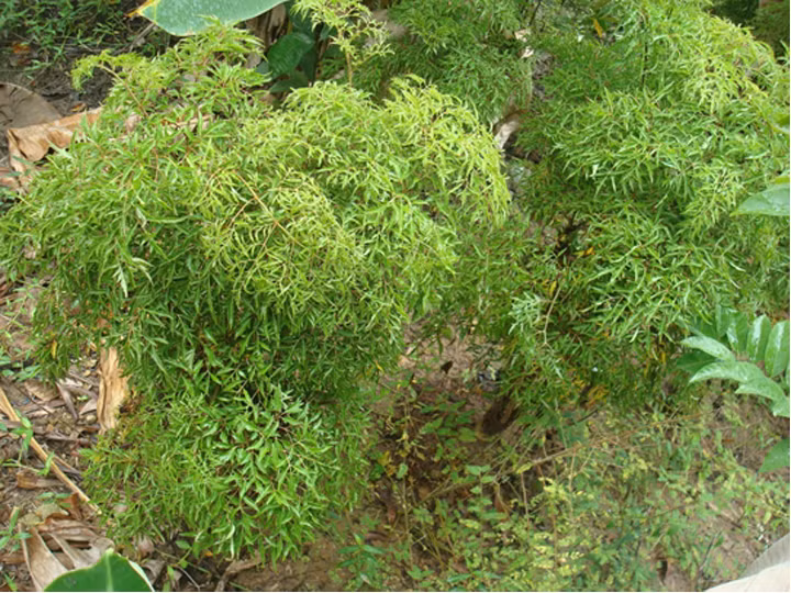 Đinh lăng là một loại cây quen thuộc với nhiều gia đình, được sử dụng làm một loại rau sống trong bữa ăn. Ngoài ra, cây đinh lăng còn được xem là vị thuốc quý trong việc bồi bổ sức khỏe. Ảnh: Caygiong365.