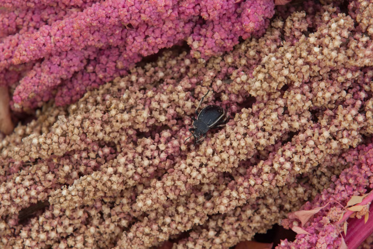 Với những người nông dân trồng quinoa ở Bolivia, các vấn đề về hạn hán, đóng băng, nhiễm bẩn và độ mặn của đất là những mối lo ngại đáng lưu tâm. Ngoài ra, quinoa có nguy cơ bị tổn thương bởi ít nhất 17 loài côn trùng khác nhau.