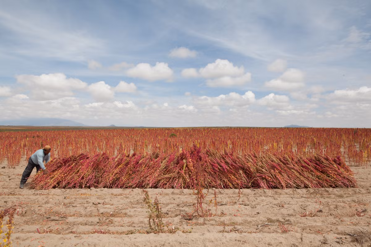 Không giống với nhiều loại cây nông nghiệp khác, ưu điểm của cây quinoa là có thể sống trong điều kiện khô cằn, hạn hán, hoặc bị nhiễm mặn,... Ảnh: Al Jazeera.