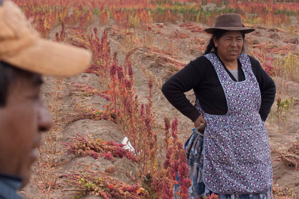 Tại Bolivia, diêm mạch có 22 giống thu được bằng cách lai tạo hoặc chọn lọc. Ảnh: Al Jazeera.