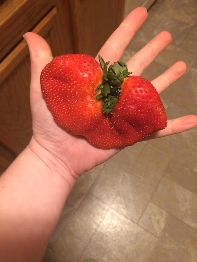 Quả dâu tây khổng lồ này là một trong những loại thực phẩm hình dáng lạ thường khiến nhiều người không tin nó tồn tại thật.