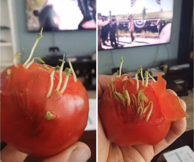 Trái cà chua này cũng vậy, tự thân vận động không cần chờ người cày xới gieo hạt.