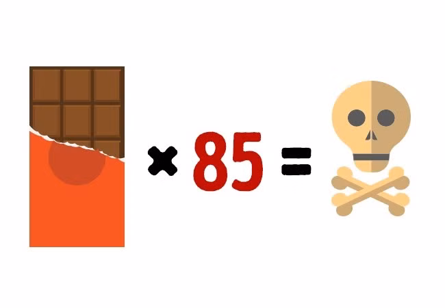 Socola: Socola chứa một lượng nhỏ theobromin, tác nhân mạnh mẽ kích thích hệ thần kinh trung ương. Nếu bạn ăn khoảng 10kg socola trong một lần, nó có thể dẫn đến buồn nôn và tiêu chảy, sau đó là phù phổi, sau đó chảy máu nội tạng, nhồi máu cơ tim và tử vong. Ảnh: Brightside.