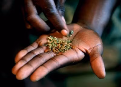 5. Whoonga: Whoonga hay wunga là hỗn hợp gồm heroin cấp thấp, cần sa, các chất tẩy rửa, thuốc diệt chuột và Clo. Ban đầu hút, người dùng cảm thấy tinh thần phấn khích, khi sử dụng liều nặng hơn thì cảm giác thư giãn. Tuy nhiên, hậu quả nguy hiểm của loại ma túy tổng hợp này là người chơi không cần ăn uống, hệ miễn dịch bị suy yếu, với những cơn đau thắt dạ dày, đau bụng, buồn nôn, tiêu chảy, bị chuột rút cơ bắp, mất ngủ… Ảnh: Wonder List.