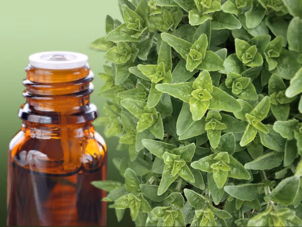 9. Dầu Oregano (Tinh dầu kinh giới dại): Để điều trị bệnh viêm xoang, bạn có thể sử dụng công thức: Thêm 15 giọt dầu oregano vào nước rồi trộn đều, uống hai lần một ngày hoặc sử dụng tinh dầu để xông hơi. Dầu oregano có đặc tính kháng khuẩn nên rất hiệu quả trong việc trị viêm xoang. Ngoài ra dầu oregano còn giúp cải thiện tiêu hóa, hỗ trợ phòng bệnh, cải thiện chức năng sinh học đặc biệt là ở gan và ruột kết. Ảnh: HHL.