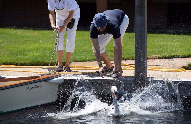 Những người đếm thiên nga có 5 ngày làm công việc của mình. Sau khi kiểm tra sức khỏe cho thiên nga xong, họ lại thả chúng xuống sông.