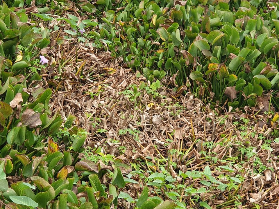 Muong nuoc chat thai doc hai o Hai Phong: Can canh nhung ho nuoc den xi-Hinh-7