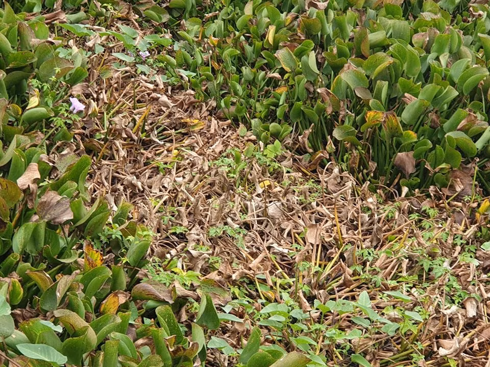 Muong nuoc chat thai doc hai o Hai Phong: Can canh nhung ho nuoc den xi-Hinh-7