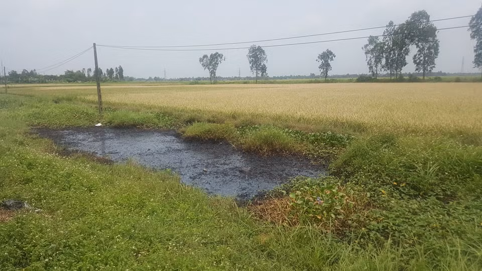 Tại hiện trường, cả hai bên ven tuyến quốc lộ 10, đoạn thuộc địa bàn xã Hưng Nhân (huyện Vĩnh Bảo, TP Hải Phòng) xuất hiện loại chất thải đen đặc, bốc mùi khó chịu. Theo quan sát, tại những điểm mà chất thải độc hại bị đổ ra sau đó lan ra xung quanh đều khiến cỏ dại, hoa màu chết cháy.