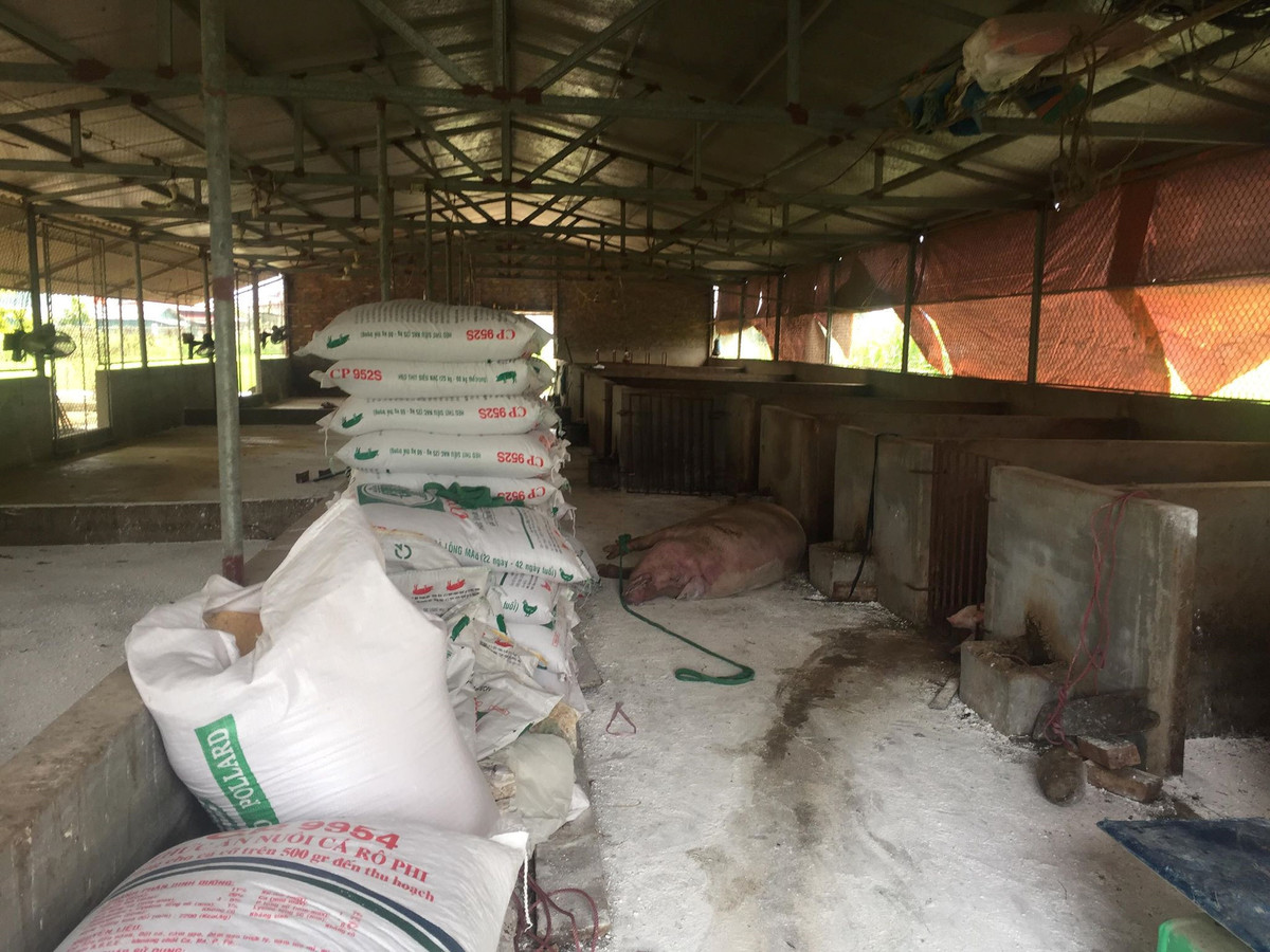 Nghi van nguoi dan truc loi tu dich ta lon chau Phi: Bo NNPTNT chi dao gi?