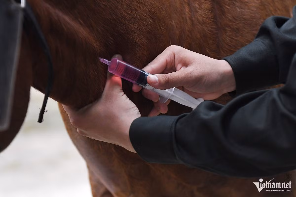 Che do an, ngu dac biet cua ngua ky binh truoc ngay dai le-Hinh-4