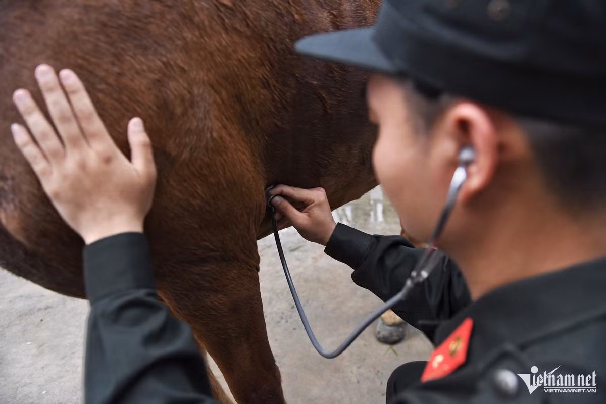 Che do an, ngu dac biet cua ngua ky binh truoc ngay dai le-Hinh-5