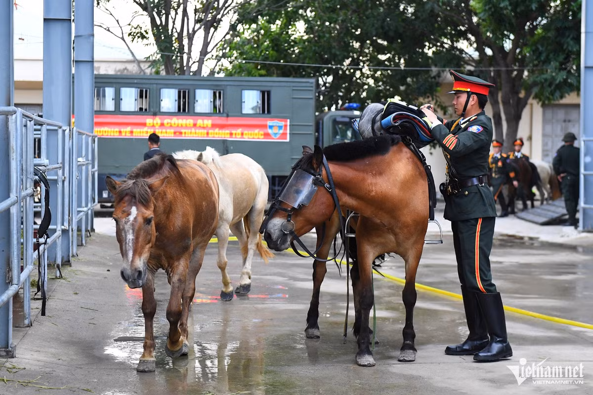 Che do an, ngu dac biet cua ngua ky binh truoc ngay dai le