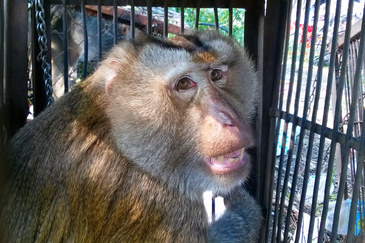 Một con khỉ của đoàn xiếc.