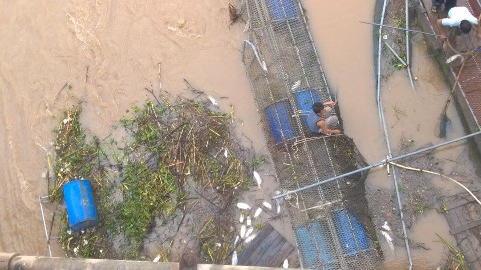 Nhiều cá xổng ra chết trắng khúc sông.