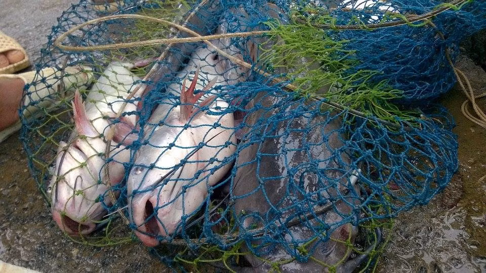 Khi bắt được cá, người dân bán "vo" luôn cho khách trên bờ với giá chỉ 200.000 đồng/con khoảng 5kg.