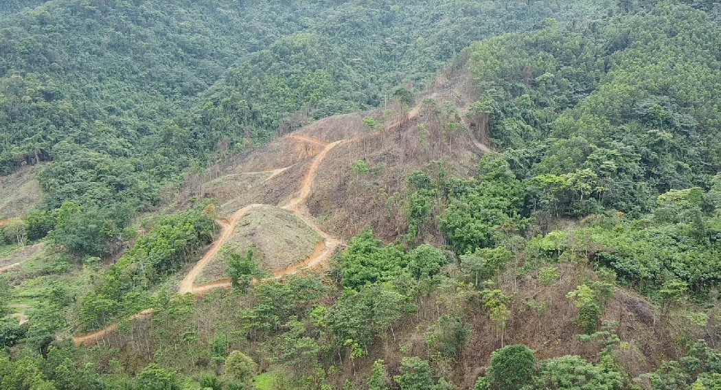 Rung tu nhien do Cong ty Truong Loc quan ly bi tan pha: Ai chiu trach nhiem?