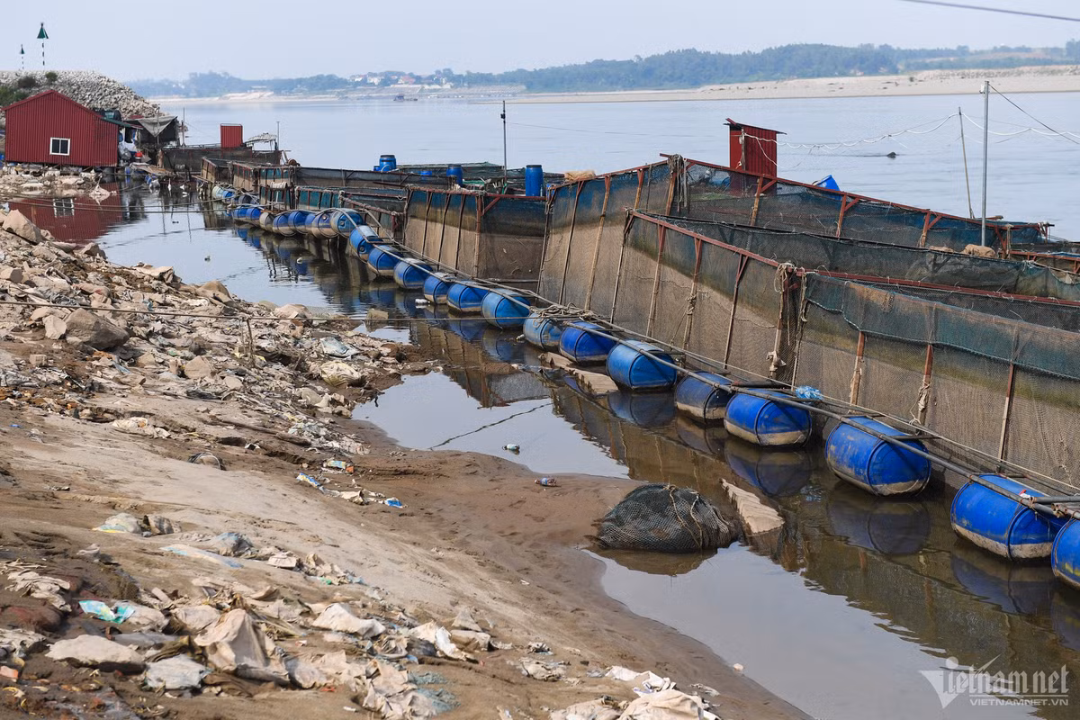 Hạ lưu sông Đà, đoạn giáp ranh hai huyện Yên Minh (Hòa Bình) và Thanh Thủy (Phú Thọ) vốn là nơi nuôi trồng thủy sản của nhiều hộ dân, quy mô lên đến hàng trăm lồng. Những ngày này, các hộ phải nới dây, thả bè ra xa bờ 3-4m để cứu cá.