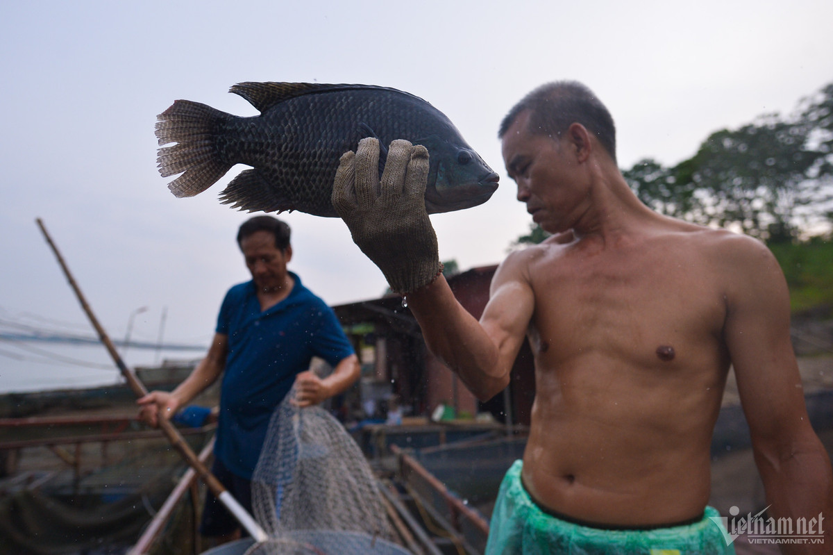 Ông Hướng đang phải gọi người tới mua cá để giảm bớt sức nuôi hoặc tránh thiệt hại nếu nước tiếp tục rút xuống.