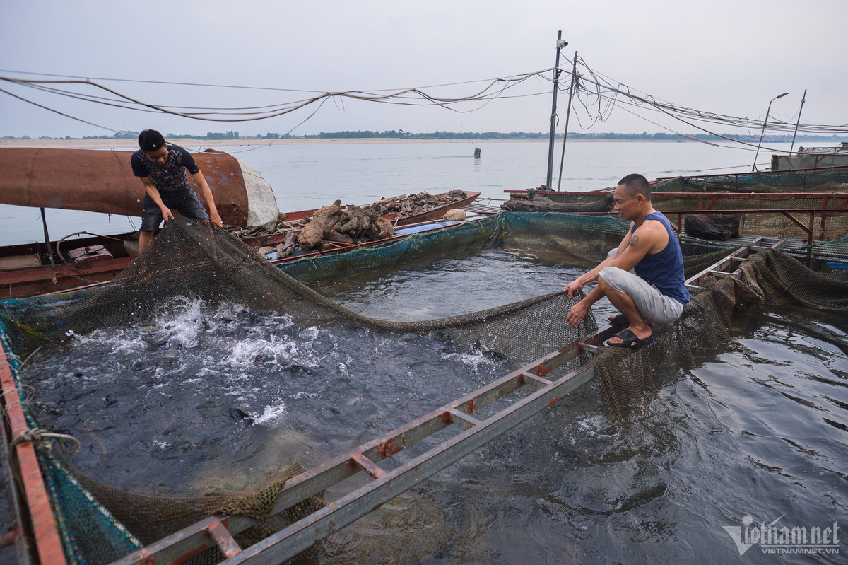 Ông Hướng làm bè cá cùng hai người em trai, chủ yếu là diêu hồng, rô phi, ngoài ra có ít chép giòn, cá tầm... Tổng giá trị cả bè lên tới hàng tỷ đồng. Những ngày trước, khi nước bắt đầu giảm mạnh, lòng sông Đà một vài khu vực quanh nhà ông Hướng bắt đầu trơ đáy, ông đã cùng người nhà hò gọi bà con trong xóm ra phụ chạy cá.
