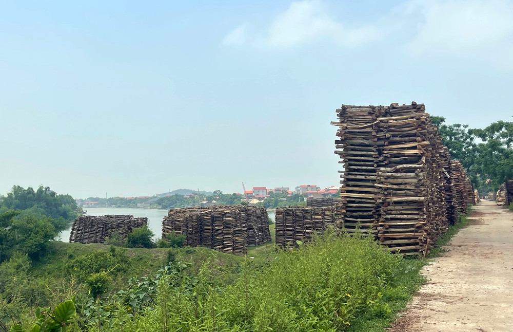 Vấn nạn chiếm dụng đê điều ở làng nghề Phù Lãng để phơi củi đang gây nhức nhối.