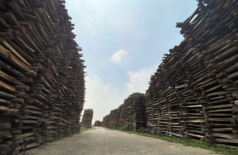 Cây củi xếp đống, dọc hai bên đường đê như bức tường rào dựng đứng.