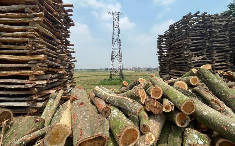 Những đống củi được xếp cao, hoặc đổ nằm la liệt.