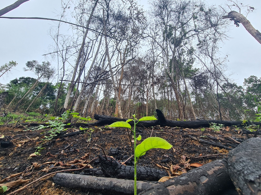 Rung tu nhien do Cong ty Truong Loc quan ly bi tan pha: Ai chiu trach nhiem?-Hinh-5