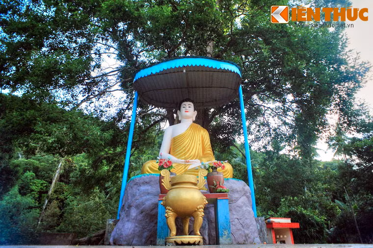 Sau chùa là khu rừng rậm với nhiều cây to cao vút.